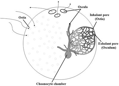 Marine sponges as promising candidates for integrated aquaculture combining biomass increase and bioremediation: an updated review